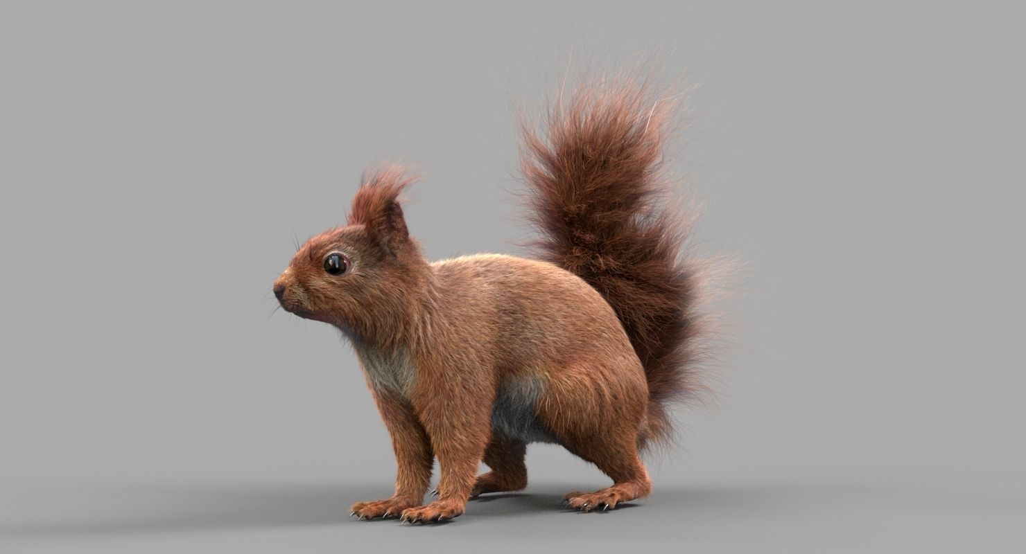 Squirrel Red  3D model_3