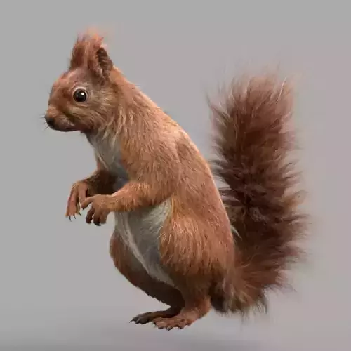 Squirrel Red  3D model