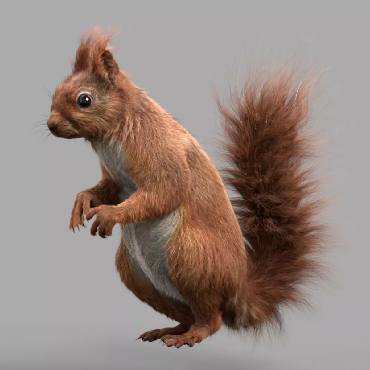 Squirrel Red  3D model_0