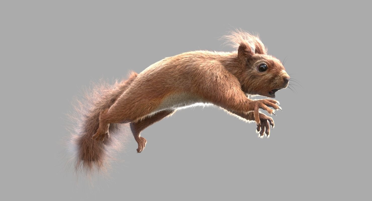 red squirrel Model 3D model_4