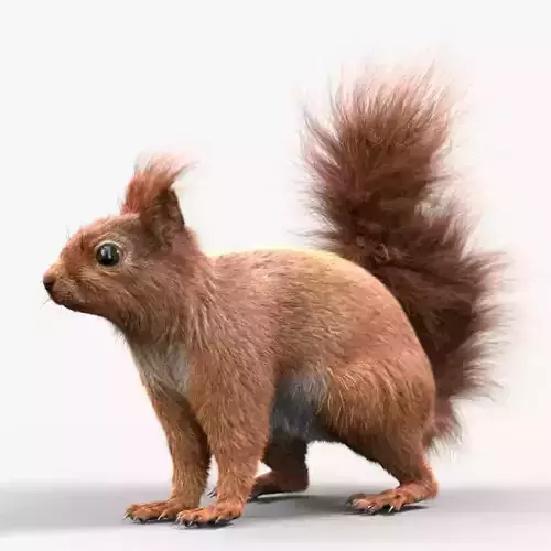 red squirrel Model 3D model