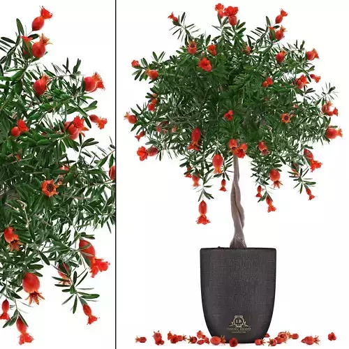 Pomegranate Tree with Fruit