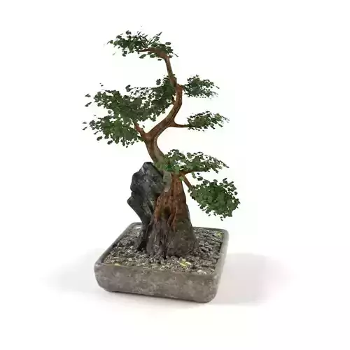 Bonsai- indoor decoration Free low-poly 3D model