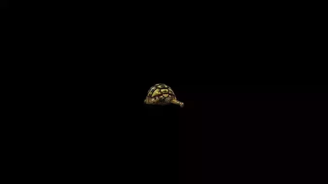 turtle animation