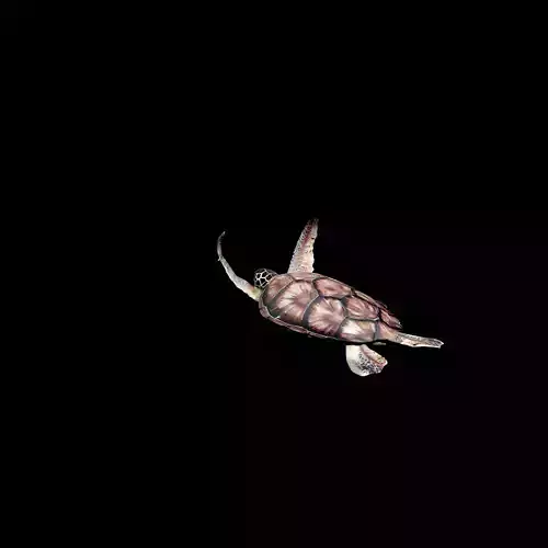 sea turtle animation