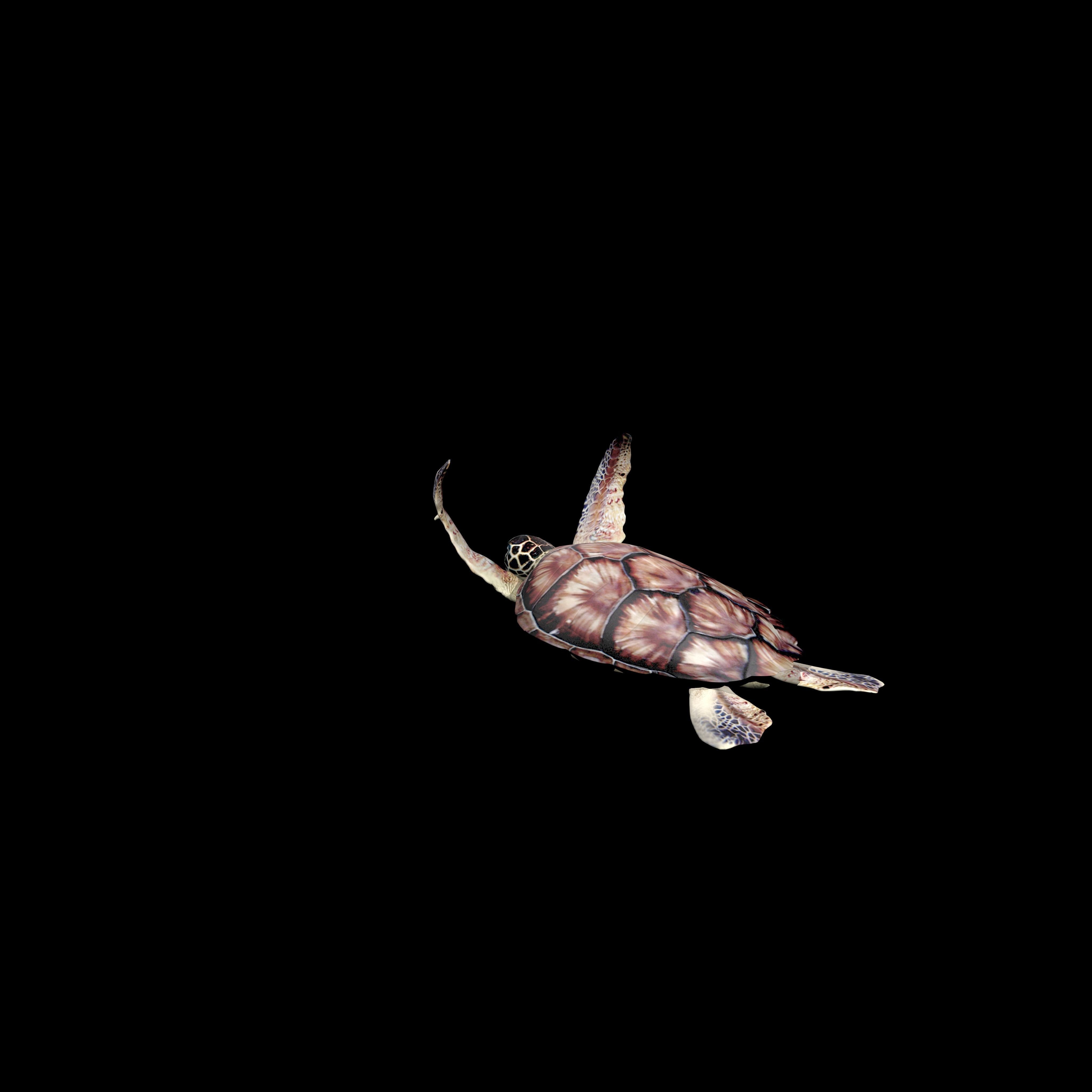 sea turtle animation Low-poly 3D model_3