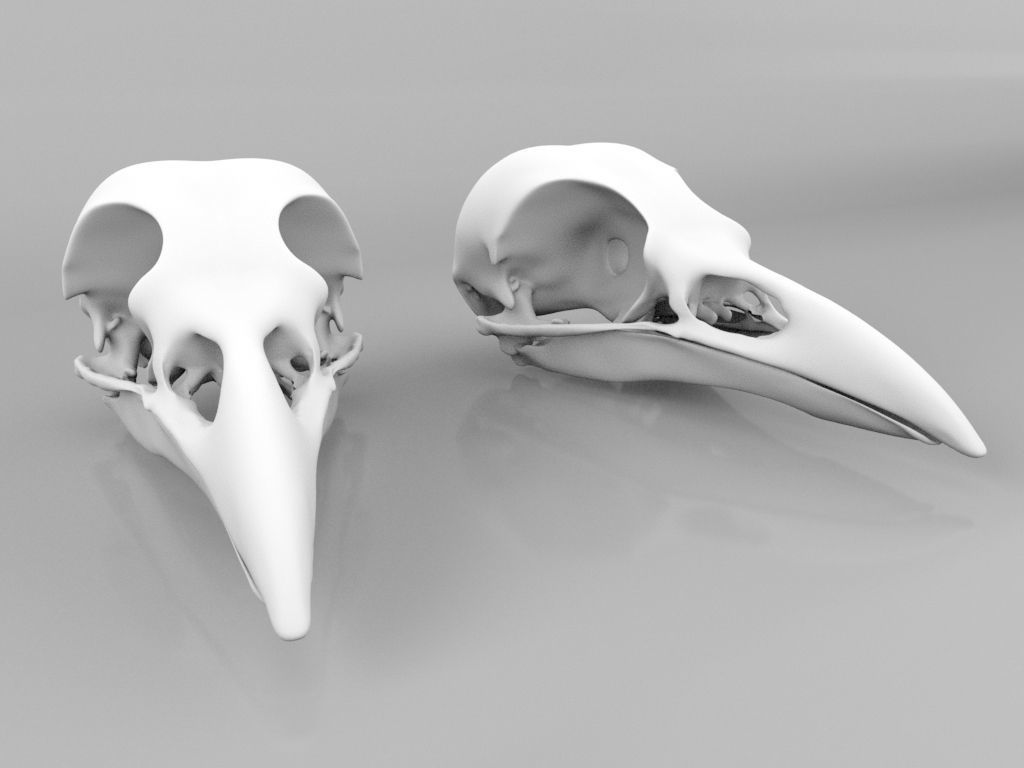 Raven skull  3D model_3