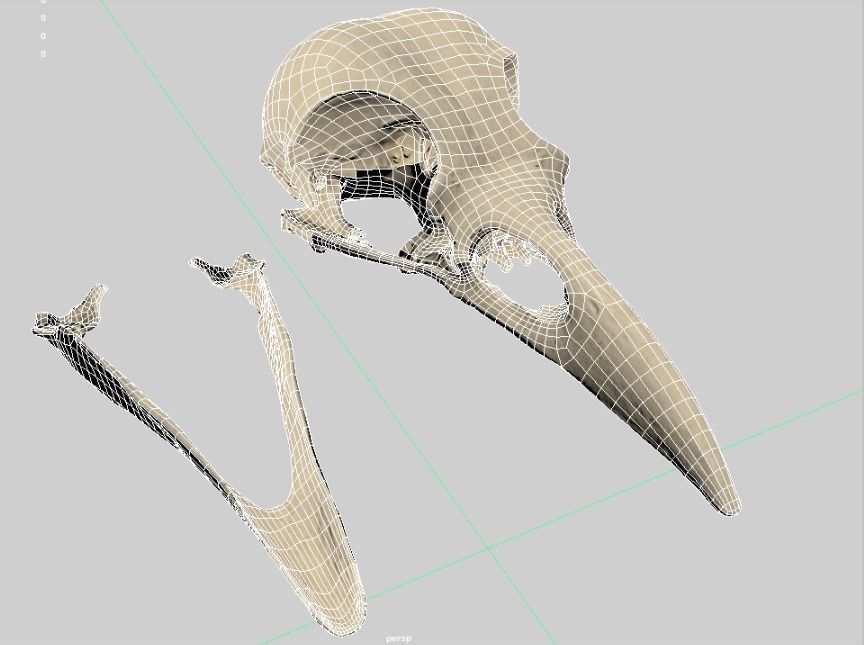 Raven skull  3D model_5