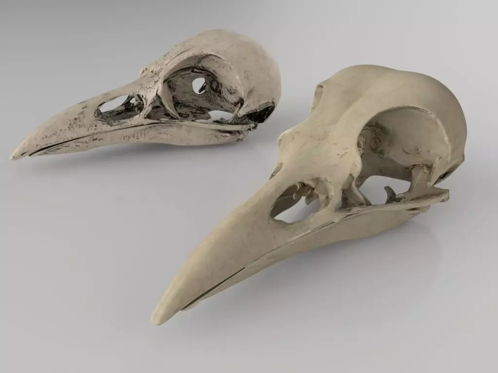 Raven skull  3D model_0