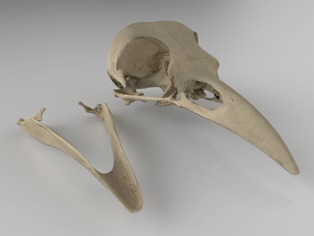 Raven skull  3D model_2