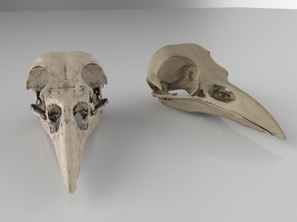 Raven skull  3D model_1
