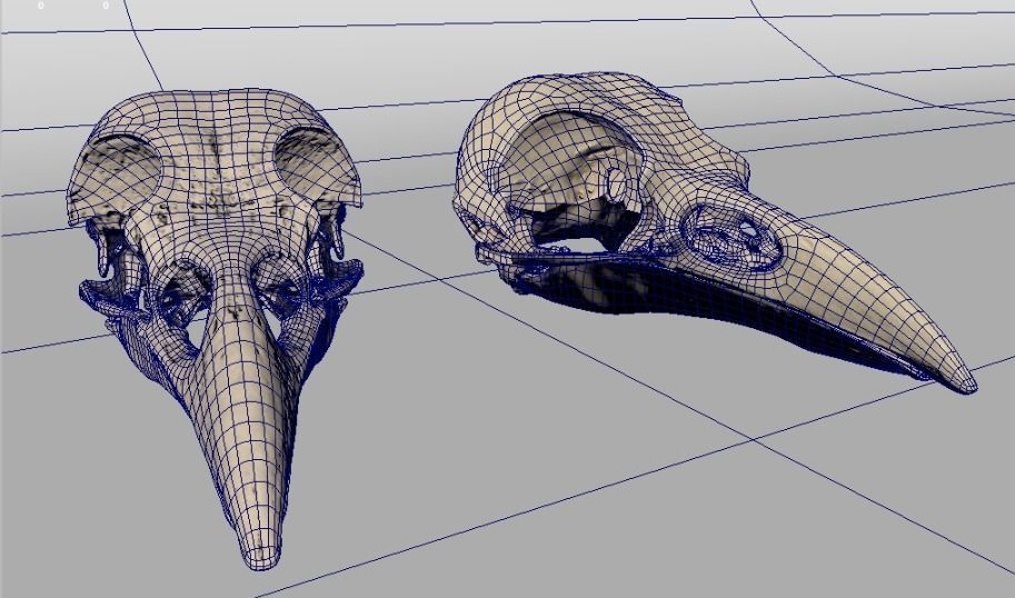 Raven skull  3D model_4
