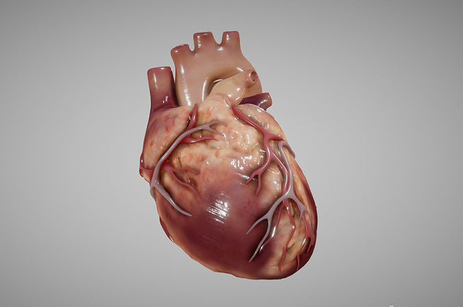 Heart Animated human Low-poly 3D model
