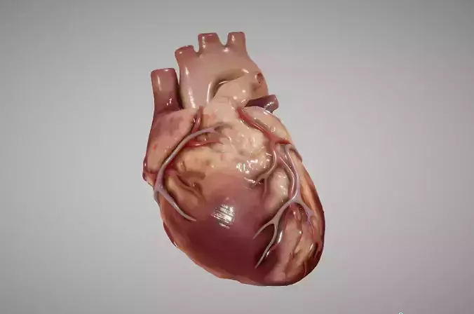 Heart Animated human Low-poly 3D model