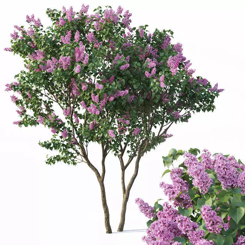 Lilac Syringa vulgaris Nr3 - Tree 3D model_0