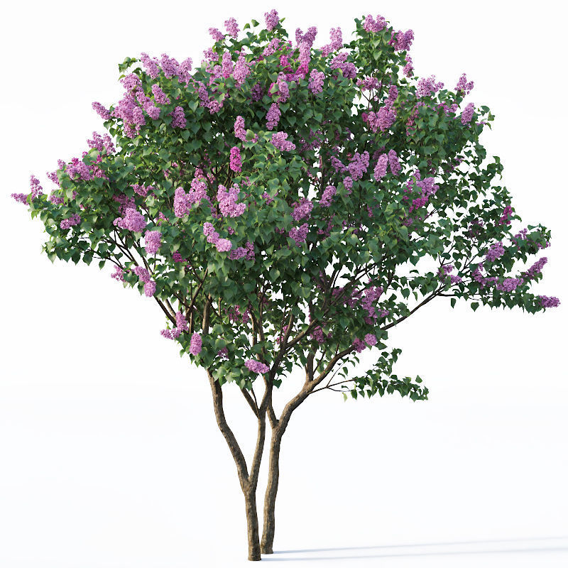 Lilac Syringa vulgaris Nr3 - Tree 3D model_2