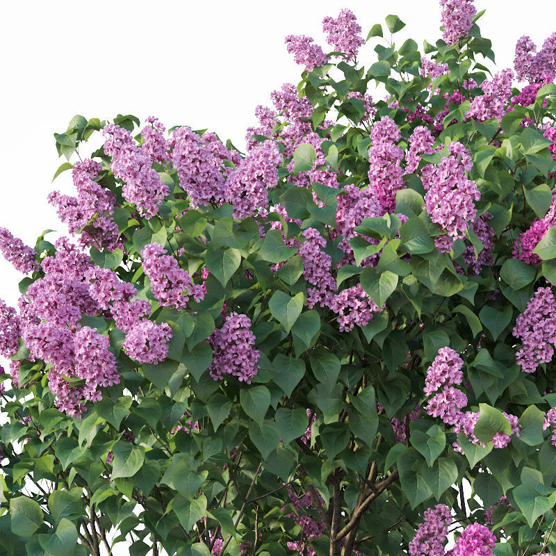 Lilac Syringa vulgaris Nr3 - Tree 3D model_1