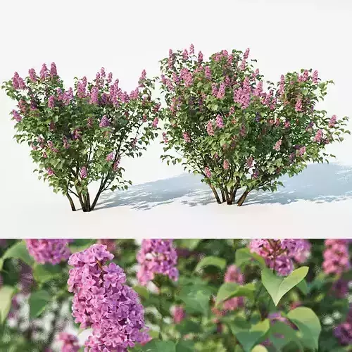 Lilac Syringa vulgaris Nr2 Two sizes  3D model