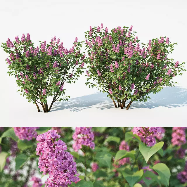 Lilac Syringa vulgaris Nr2 Two sizes  3D model_0