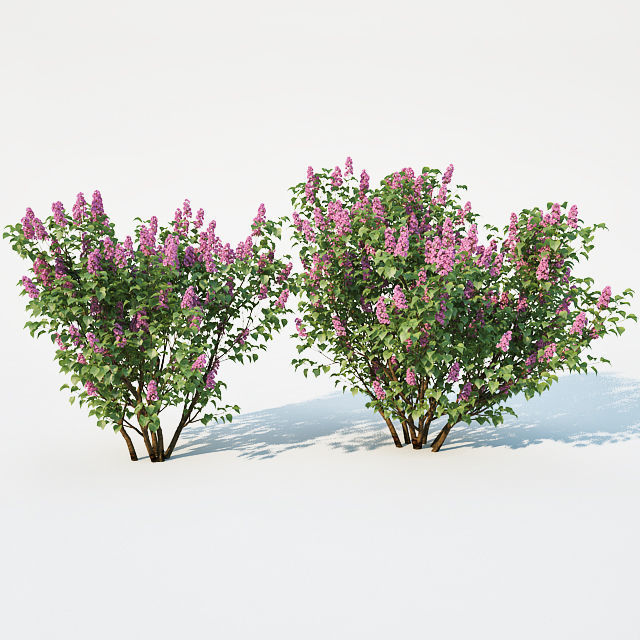 Lilac Syringa vulgaris Nr2 Two sizes  3D model_3