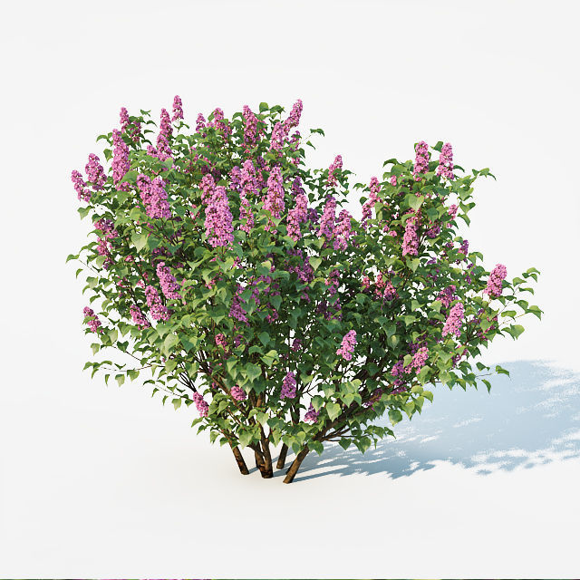 Lilac Syringa vulgaris Nr2 Two sizes  3D model_2