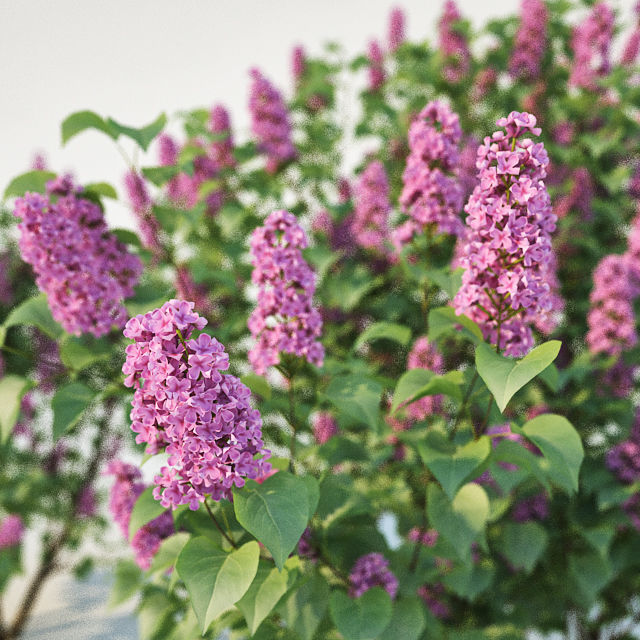 Lilac Syringa vulgaris Nr2 Two sizes  3D model_1