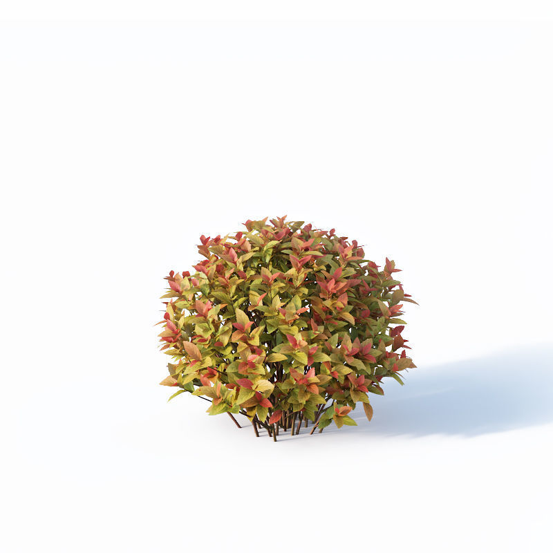 Spirea Japonica Nr4 - Gold flame spirea - Six sizes 3D model_4