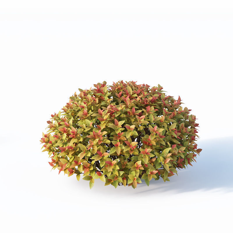 Spirea Japonica Nr4 - Gold flame spirea - Six sizes 3D model_2