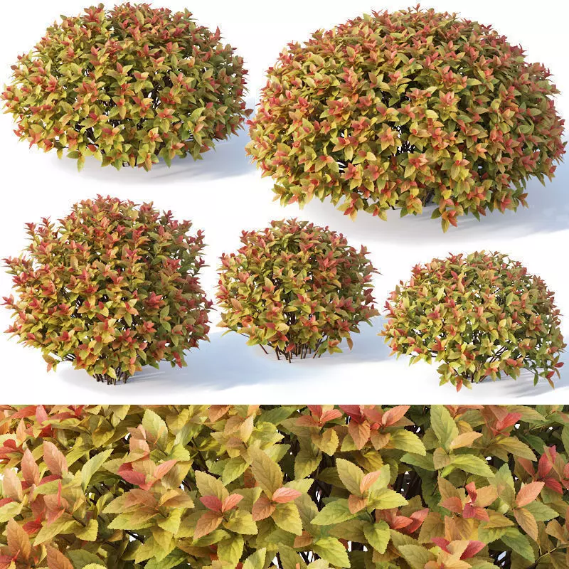 Spirea Japonica Nr4 - Gold flame spirea - Six sizes 3D model_0