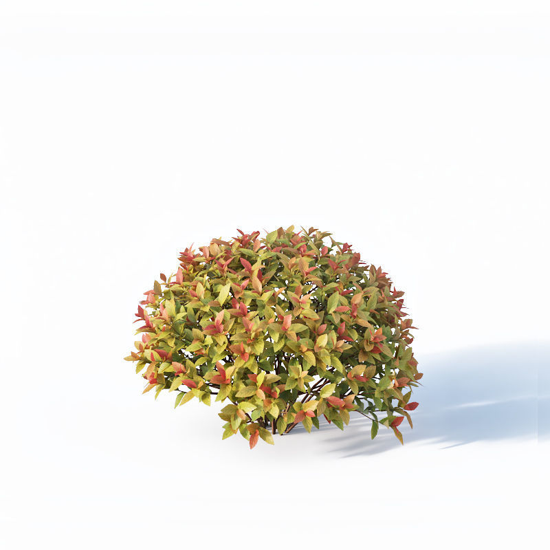 Spirea Japonica Nr4 - Gold flame spirea - Six sizes 3D model_3