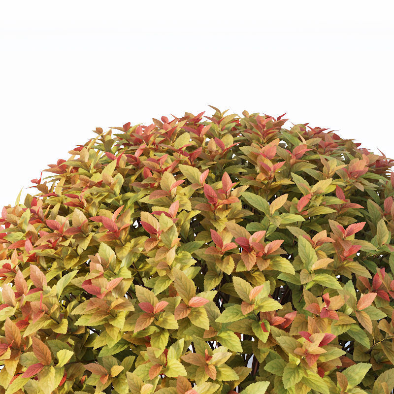 Spirea Japonica Nr4 - Gold flame spirea - Six sizes 3D model_10