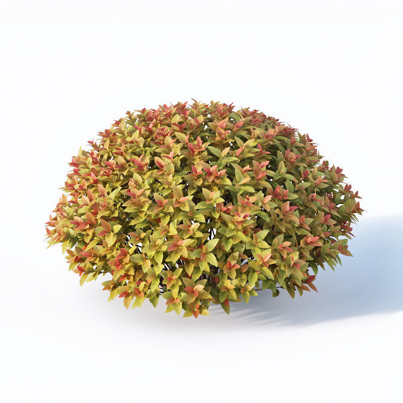 Spirea Japonica Nr4 - Gold flame spirea - Six sizes 3D model_5
