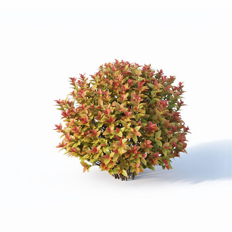 Spirea Japonica Nr4 - Gold flame spirea - Six sizes 3D model_6