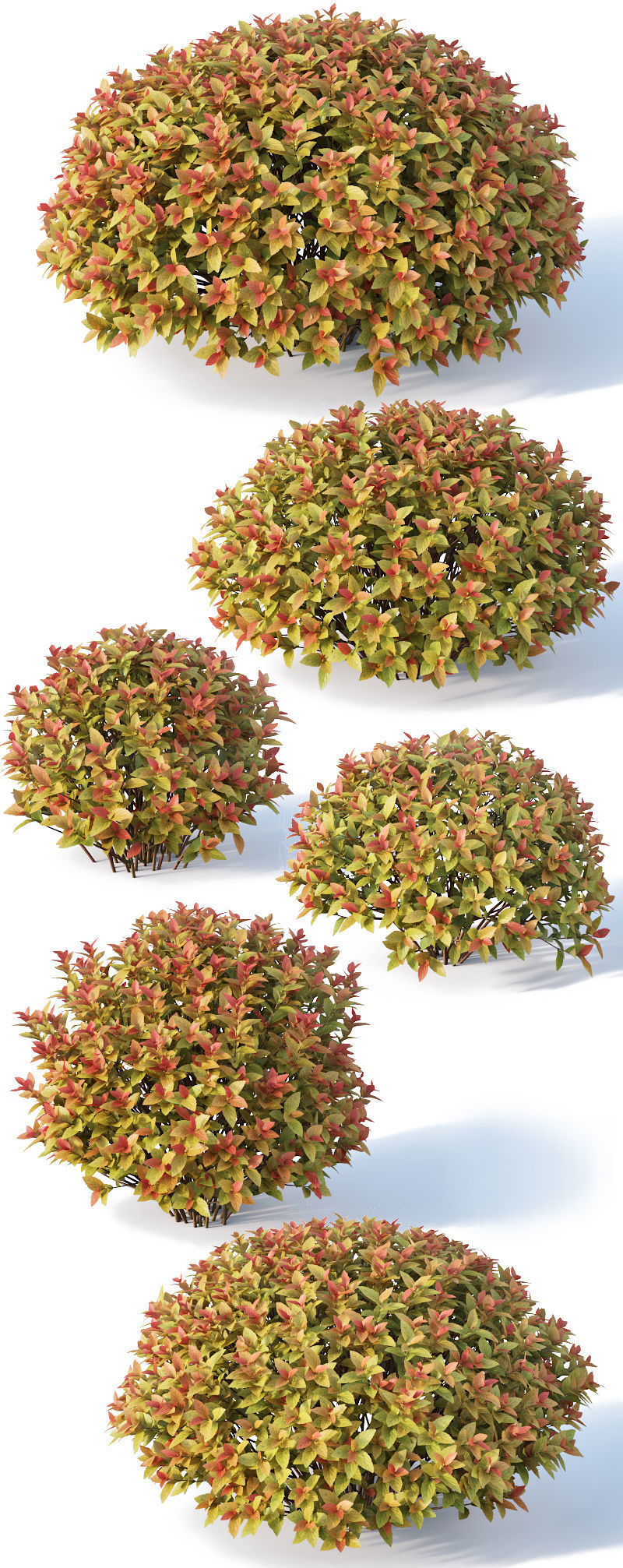 Spirea Japonica Nr4 - Gold flame spirea - Six sizes 3D model_1