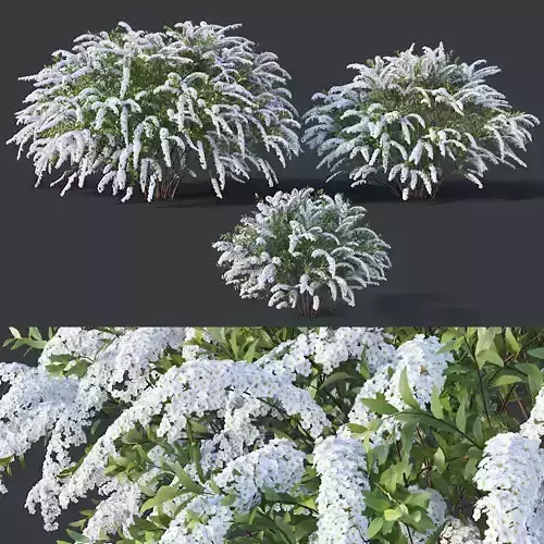 Spiraea Nr5 Spiraea X Cinerea - Grefsheim - 3 sizes 3D model