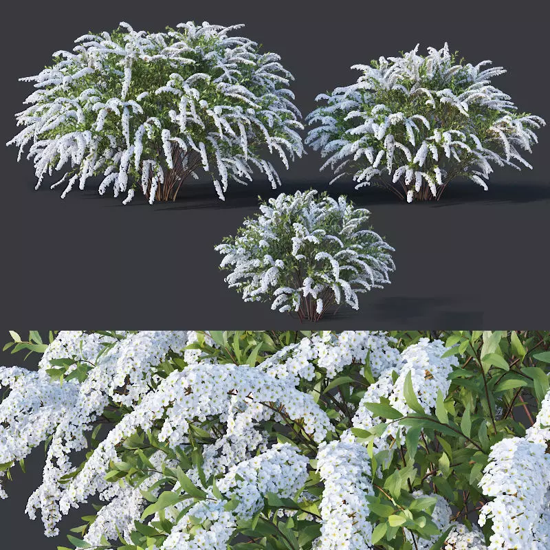 Spiraea Nr5 Spiraea X Cinerea - Grefsheim - 3 sizes 3D model_0