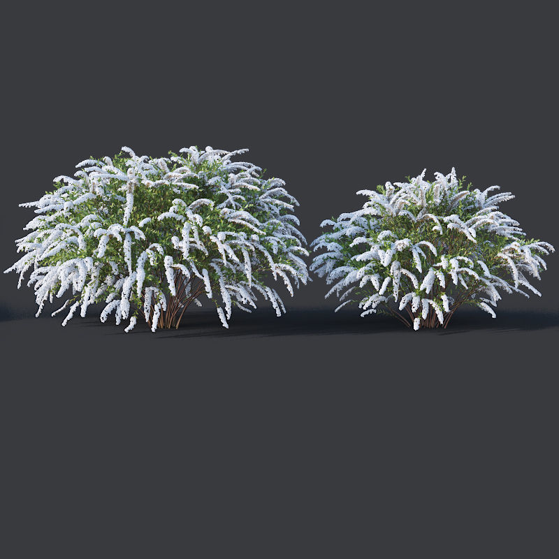 Spiraea Nr5 Spiraea X Cinerea - Grefsheim - 3 sizes 3D model_2