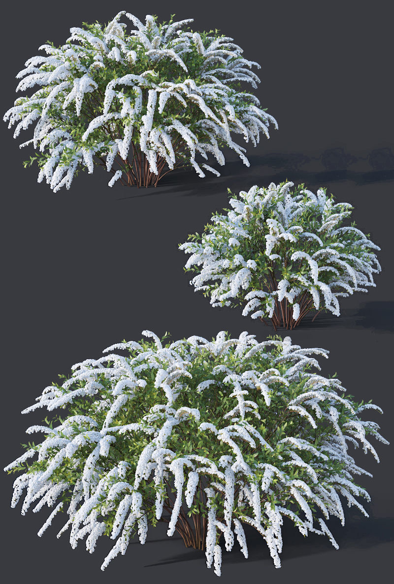 Spiraea Nr5 Spiraea X Cinerea - Grefsheim - 3 sizes 3D model_4