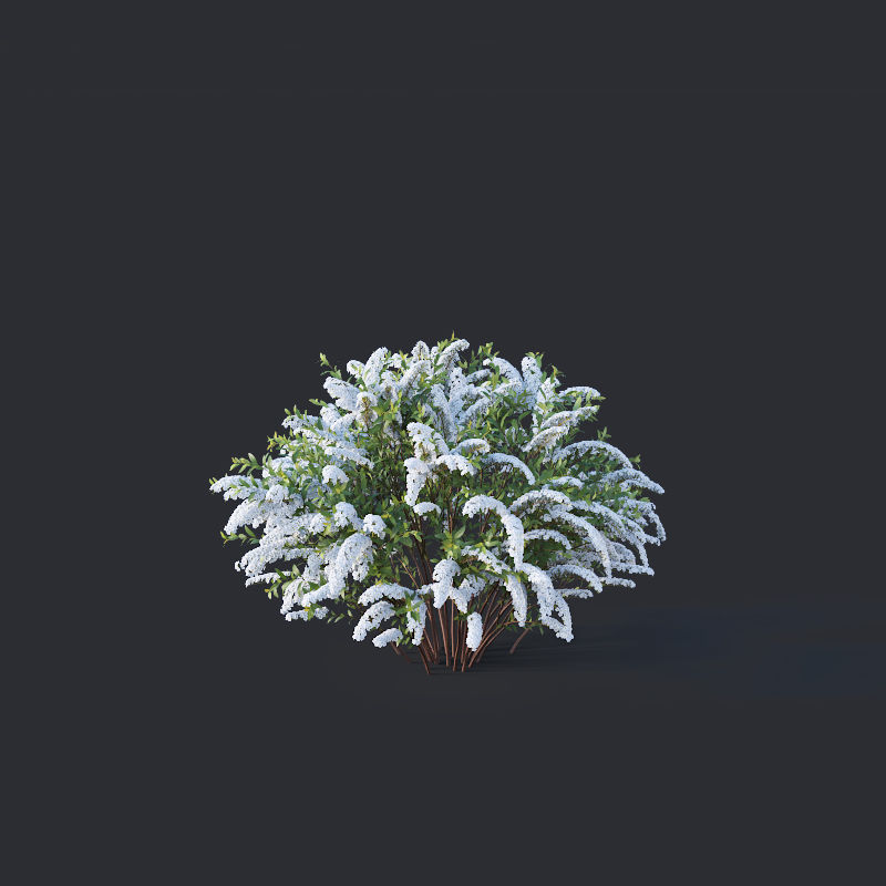 Spiraea Nr5 Spiraea X Cinerea - Grefsheim - 3 sizes 3D model_3