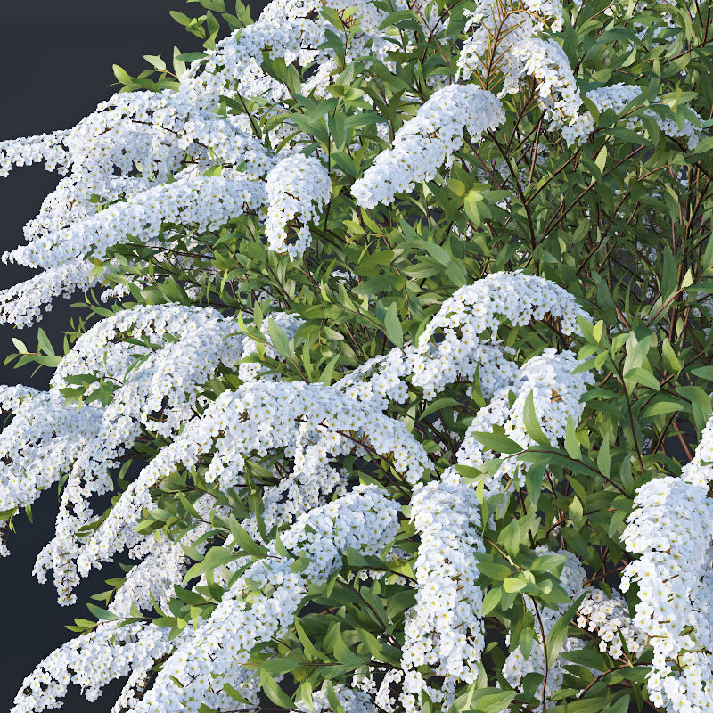 Spiraea Nr5 Spiraea X Cinerea - Grefsheim - 3 sizes 3D model_1