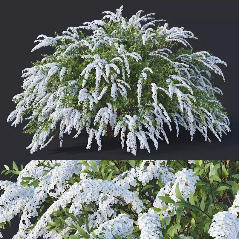 Spiraea Nr6 Spiraea X Cinerea - Grefsheim XL 3D model