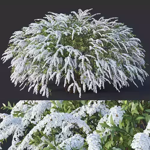 SpiraeaNr7 Spiraea X Cinerea - Grefsheim XXL  3D model