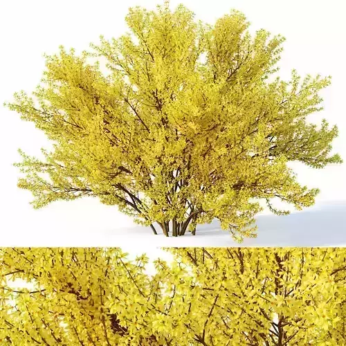 Forsythia Nr4 full bloom - 2 sizes