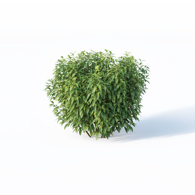 Forsythia Nr8 - Summer - 5 sizes 3D model_5