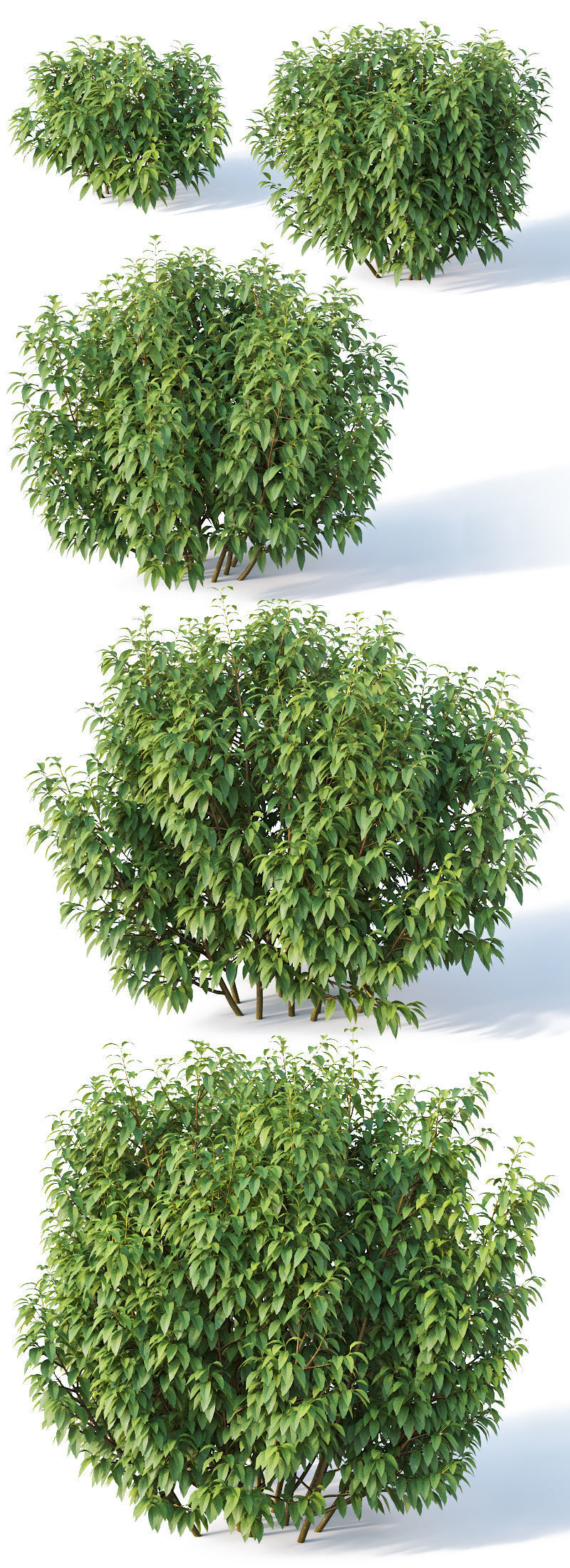 Forsythia Nr8 - Summer - 5 sizes 3D model_3