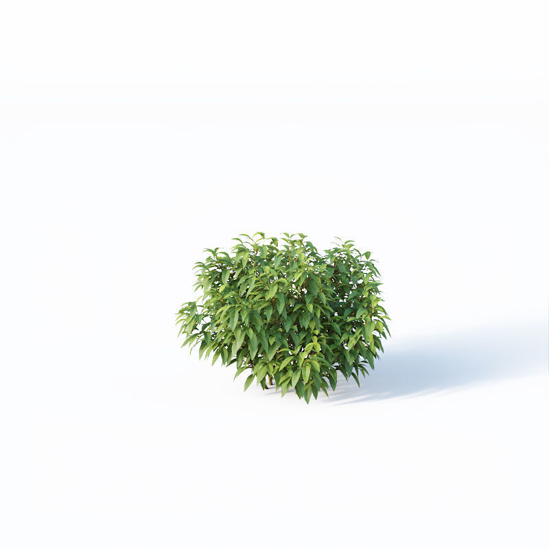 Forsythia Nr8 - Summer - 5 sizes 3D model_4