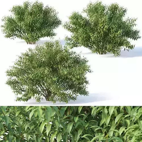 Forsythia Nr 5 -Summer  XL - Three sizes