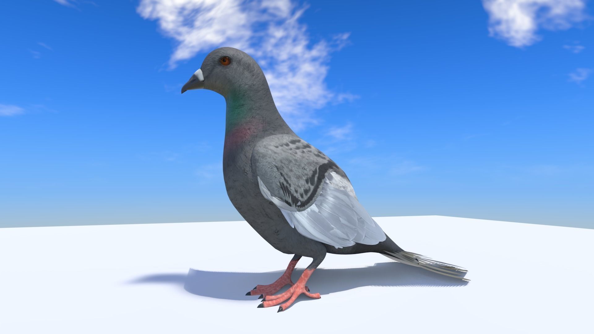 Pigeon - Medium Detail Animated  Low-poly 3D model_5