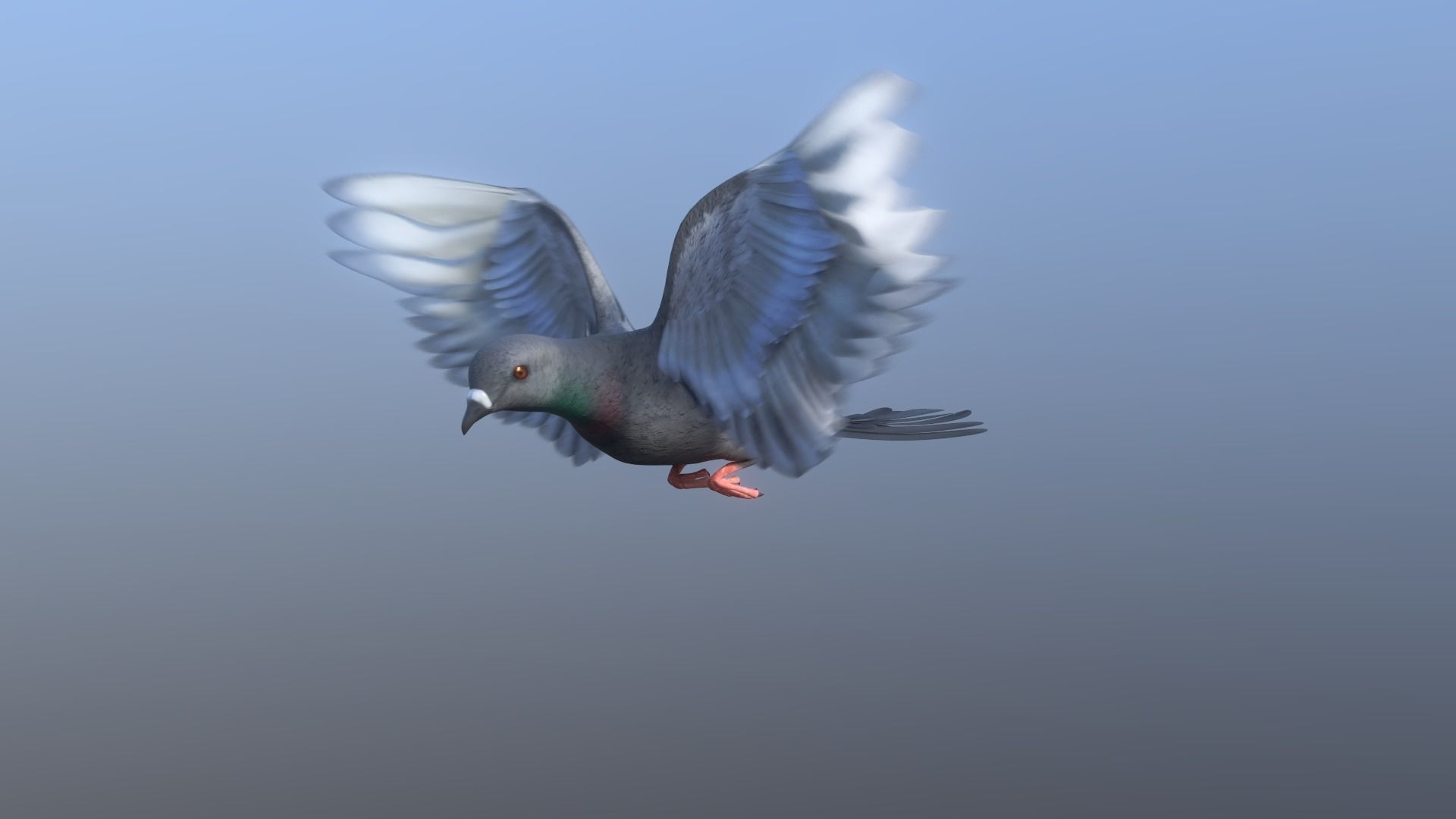 Pigeon - Medium Detail Animated  Low-poly 3D model_4
