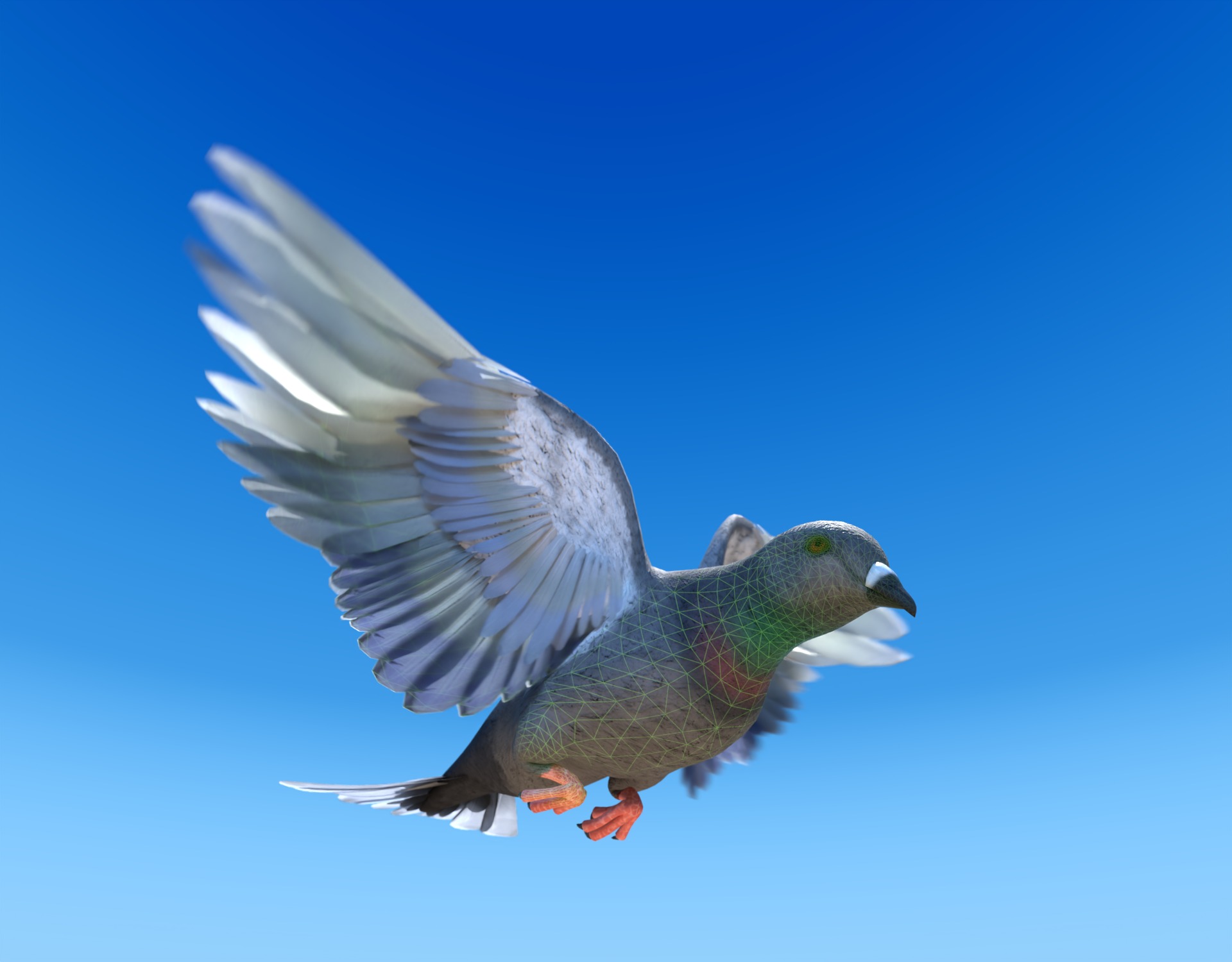 Pigeon - Medium Detail Animated  Low-poly 3D model_3
